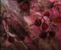 Figs-2