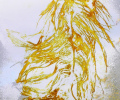 Gold-Feather-30X23cm